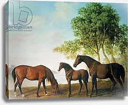 Постер Стаббс Джордж Shafto Mares and a Foal