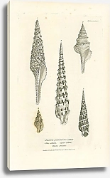 Постер Pleurotoma grandis, Pleu carinata, Terebra subulata, Triton iostoma, Terebra Africana