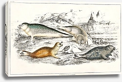 Постер Морские котики 1