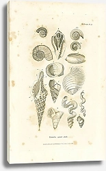 Постер Univalve spiral shells