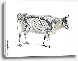 Постер Скелет коровы