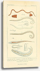 Постер Zoophytes №4 1