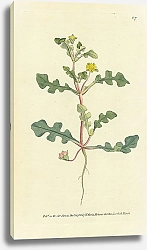 Постер Curtis Ботаника №4 1