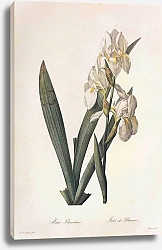 Постер Iris germanica L