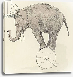 Постер Elephant balancing