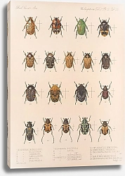 Постер Годман Фредерик Insecta Coleoptera Pl 023