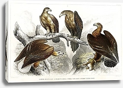 Постер Большой Морской Орел, Золотой Орел, Малый Орел и Клинохвостый Орел
