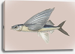 Постер Летучая двукрылая рыба на розовом фоне