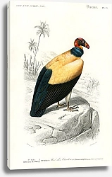 Постер Королевский стервятник (Sarcoramphus папа)