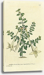 Постер Curtis Ботаника №41 1