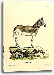 Постер Саванная зебра