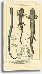 Постер Reptilia 1