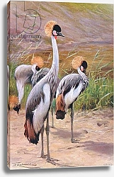 Постер Кунер Вильгельм Crowned Crane, illustration from'Wildlife of the World', c.1910