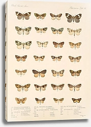 Постер Годман Фредерик Insecta Lepidoptera-Heterocera Pl 056
