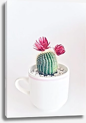 Постер Цветущий кактус в чашке