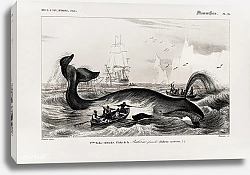 Постер Гренландский кит (Balaena mysticetus)