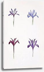 Постер Iris histrio and Iris histrioides