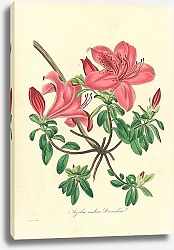 Постер Azalea Indica Danielsia 1