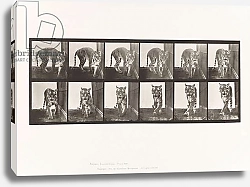 Постер Муйбридж Идвеард Plate 730. Tigress; Walking; Turning Around, 1885