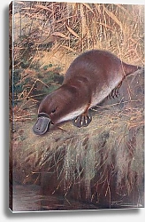 Постер Кунер Вильгельм Duckbill, illustration from'Wildlife of the World', c.1910