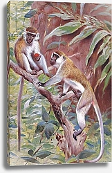 Постер Кунер Вильгельм Green Monkey, illustration from'Wildlife of the World', c.1910