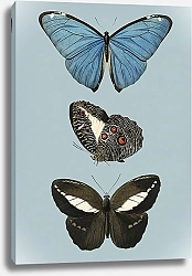 Постер Винтажная иллюстрация с бабочками на  голубом фоне