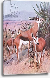 Постер Кунер Вильгельм Springbok, illustration from'Wildlife of the World', c.1910