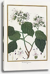 Постер Clerodendron viscosum