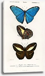 Постер Разные виды бабочек 2