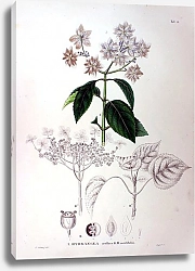 Постер Флора Японии №57