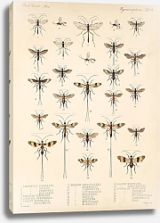 Постер Годман Фредерик Insecta Hymenoptera Pl 13