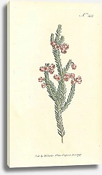 Постер Curtis Ботаника №67 1