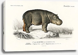 Постер Бегемот (Hippopotame Amphibie) 