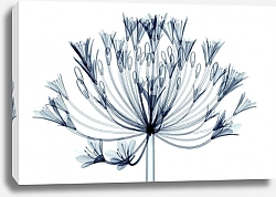 Постер Рентгеновское изображение соцветиях на белом