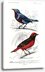 Постер Котинговые птицы 