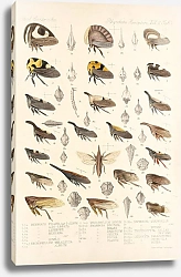 Постер Годман Фредерик Insecta Rhynchota Hemiptera-Homoptera Pl 15