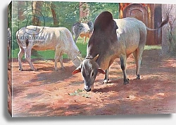 Постер Кунер Вильгельм Indian Humped Cattle, from Wildlife of the World published by Frederick Warne & Co, c.1900