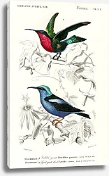 Постер Разные виды колибри
