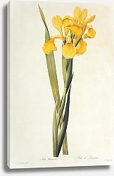 Постер Iris spuria L 2