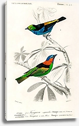 Постер Разные виды птиц 5 1