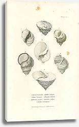 Постер Trochus bicarinatus, Natica bifasciata, Littoraria pulchra, Natica fluctuata, Paludina Chinensis, Paludina pulchra, Trochus Cunninghami