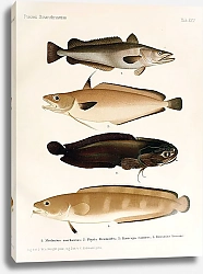 Постер Merlucius merluccius, Phycis blennoides, Raniceps raninus, Brosmius brosme