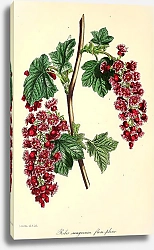 Постер Ribes Sanguineum flore pleno