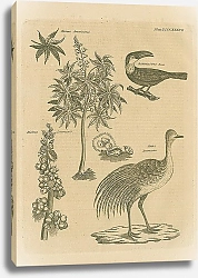 Постер Ricinus Americanus, Ramphastos Tucan, Ricinus Communis, Rhea Americana 1