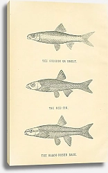Постер The Gudgeon or Smelt, The Red-fin, The Black-nosed Dace