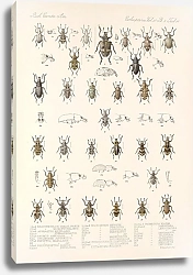 Постер Годман Фредерик Insecta Coleoptera Pl 153