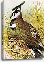 Постер British Birds - Lap Wing