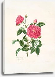 Постер Лоуренс Мэри Rosa centifolia2