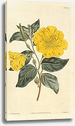 Постер Cenothera Glauca. Glaucous-Leaved Evening-Primrose