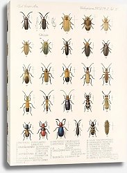Постер Годман Фредерик Insecta Coleoptera Pl 094